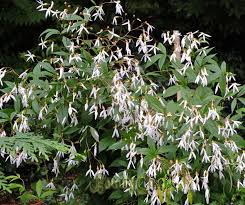 Attēlu rezultāti vaicājumam “Gillenia trifoliata”