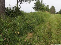Attēlu rezultāti vaicājumam “Lathyrus sylvestris fruit”