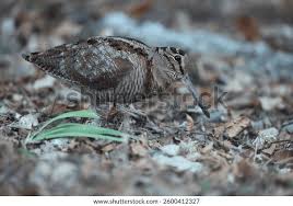 Attēlu rezultāti vaicājumam “Scolopax rusticola juvenile”