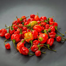 Afbeeldingsresultaat voor aji habanero hot pepper