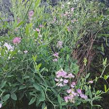 Attēlu rezultāti vaicājumam “Lathyrus latifolius leaf”