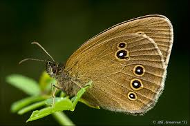 Attēlu rezultāti vaicājumam “Aphantopus hyperantus”