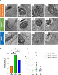 Attēlu rezultāti vaicājumam “Diderma radiatum plasmodium”