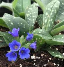 Attēlu rezultāti vaicājumam “Pulmonaria saccharata leaf”