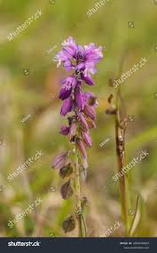 Attēlu rezultāti vaicājumam “Polygala comosa flower”