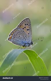 Attēlu rezultāti vaicājumam “Lycaena alciphron”