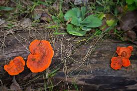 Attēlu rezultāti vaicājumam “Hapalopilus nidulans”