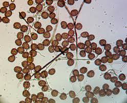 Attēlu rezultāti vaicājumam “Diderma ochraceum young”