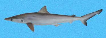 Image result for Rhizoprionodon longurio