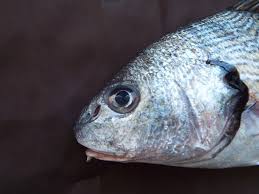 Image result for Umbrina cirrosa