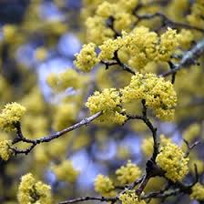 Attēlu rezultāti vaicājumam “Cornus mas flower”