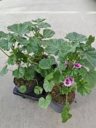 Image result for Malva sylvestris 'Zebrina'