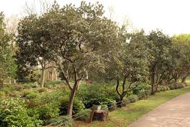 Attēlu rezultāti vaicājumam “Myurella julacea”