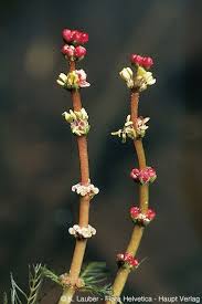 Attēlu rezultāti vaicājumam “Myriophyllum spicatum”