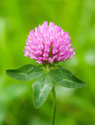 Attēlu rezultāti vaicājumam “Trifolium pratense flower”