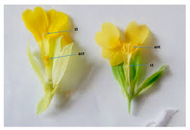 Attēlu rezultāti vaicājumam “Primulaceae”