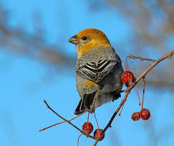 Image result for Pinicola enucleator