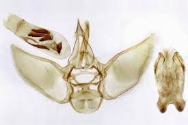 Attēlu rezultāti vaicājumam “Eupithecia succenturiata”