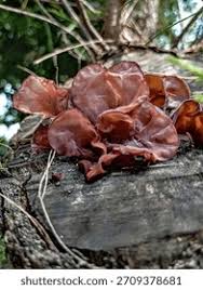 Attēlu rezultāti vaicājumam “Exidia repanda”