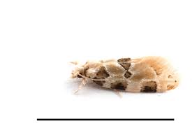 Attēlu rezultāti vaicājumam “Tineidae”