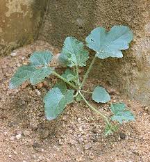 Attēlu rezultāti vaicājumam “Citrullus lanatus leaf”