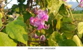 Attēlu rezultāti vaicājumam “Leguminosae”