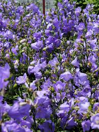 Image result for Campanula persicifolia