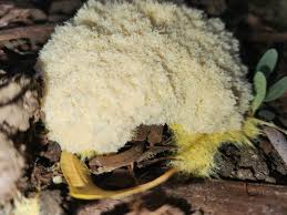 Attēlu rezultāti vaicājumam “Fuligo septica cf. rufa”