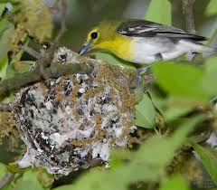 Image result for Vireo flavifrons