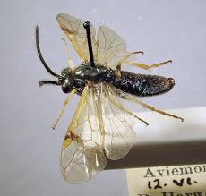 Attēlu rezultāti vaicājumam “Arge ustulata”