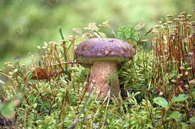 Attēlu rezultāti vaicājumam “Boletus pinophilus”