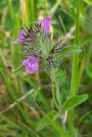 Attēlu rezultāti vaicājumam “Clinopodium vulgare flower”