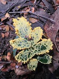Attēlu rezultāti vaicājumam “Leocarpus fragilis spores”