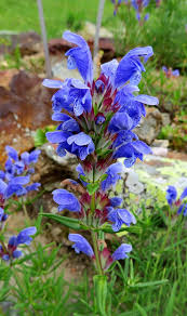 Attēlu rezultāti vaicājumam “Dracocephalum ruyschiana fruit”