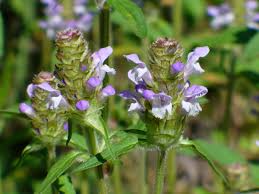 Attēlu rezultāti vaicājumam “Prunella vulgaris flower”