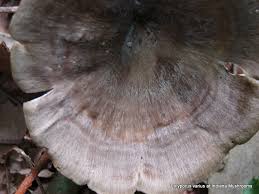 Attēlu rezultāti vaicājumam “Polyporus varius”