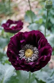Image result for Papaver somniferum Black