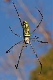 Attēlu rezultāti vaicājumam “Aranei”