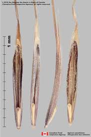 Attēlu rezultāti vaicājumam “Anisantha tectorum fruit”