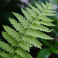 Attēlu rezultāti vaicājumam “Matteuccia struthiopteris”