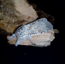 Attēlu rezultāti vaicājumam “Cerura vinula”