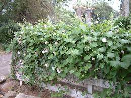 Attēlu rezultāti vaicājumam “Calystegia inflata leaf”