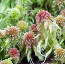 Attēlu rezultāti vaicājumam “Sphagnum quinquefarium”