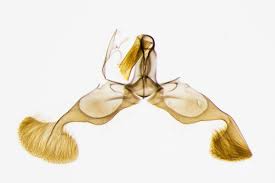 Attēlu rezultāti vaicājumam “Dichrorampha simpliciana”