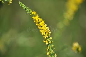 Attēlu rezultāti vaicājumam “Agrimonia pilosa flower”