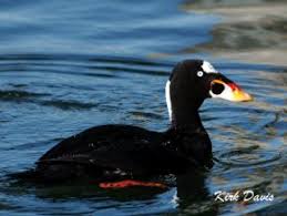 Image result for Melanitta perspicillata