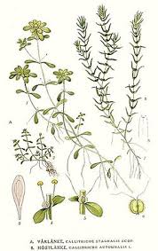 Attēlu rezultāti vaicājumam “Callitriche hermaphroditica leaf”