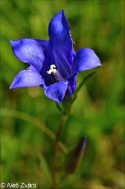 Attēlu rezultāti vaicājumam “Gentiana pneumonanthe flower”