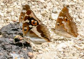 Attēlu rezultāti vaicājumam “Apatura ilia underside”