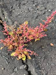 Attēlu rezultāti vaicājumam “Chenopodium polyspermum leaf”